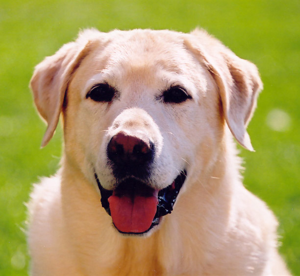 LABRADOR RETRIEVER